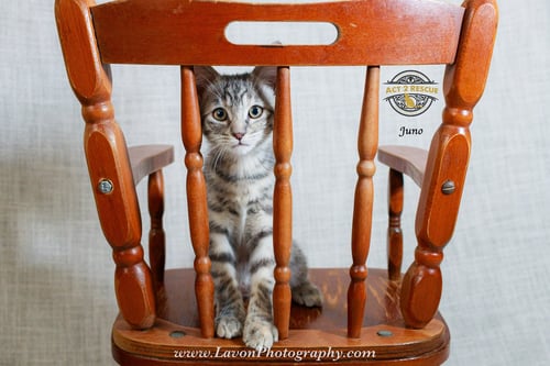 JUNO - Dilute Tortoiseshell / Domestic Short Hair available for adoption