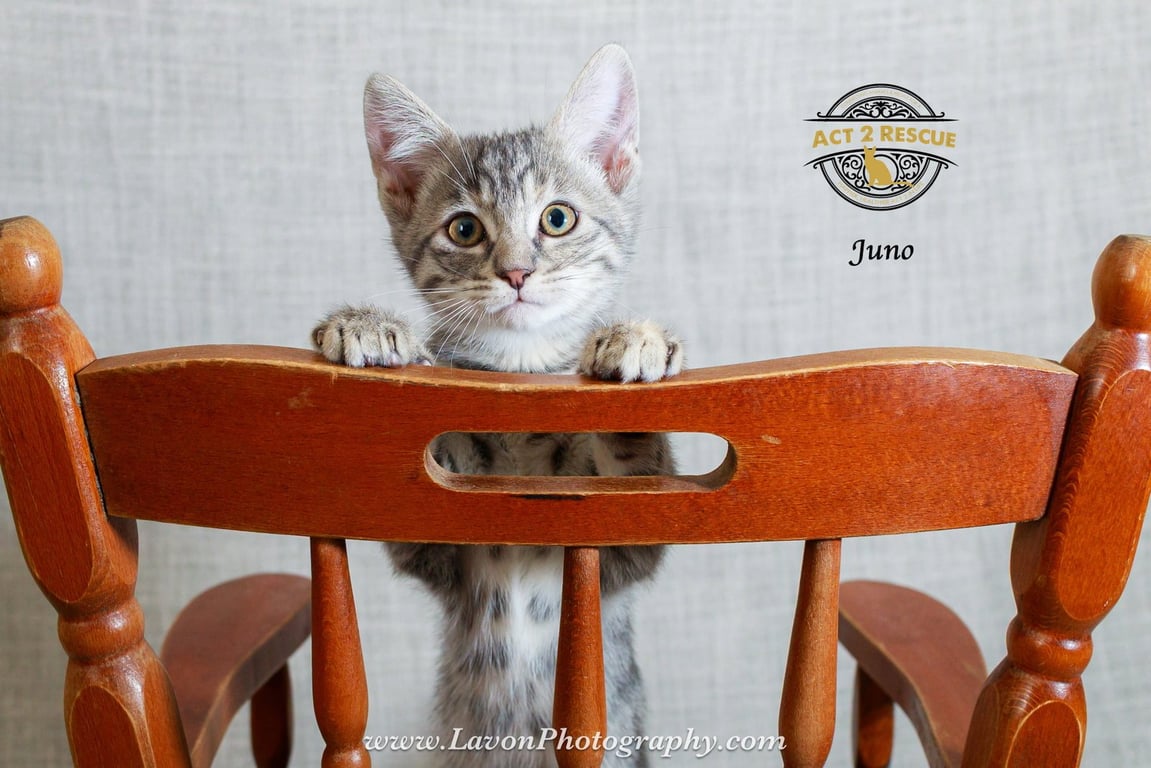 Juno Image