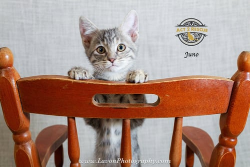JUNO - Dilute Tortoiseshell / Domestic Short Hair available for adoption