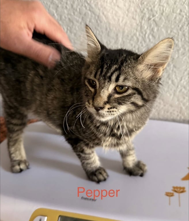 Pepper 2 Image