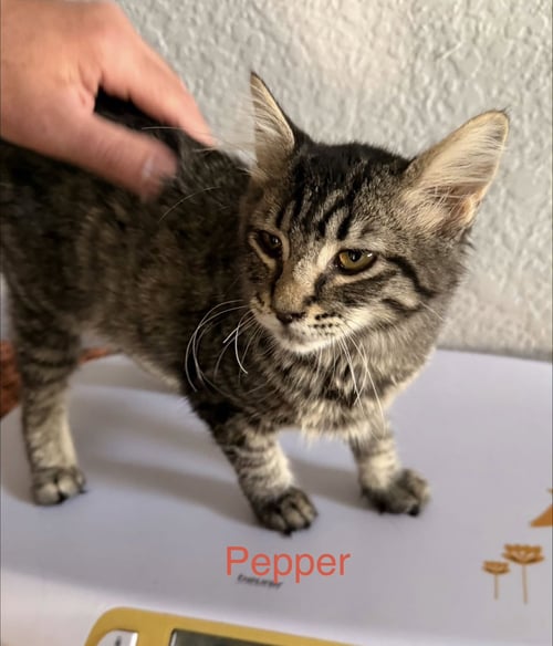 PEPPER 2 - Domestic Medium Hair available for adoption