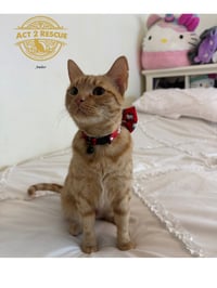 Amber 2 - Photo 2