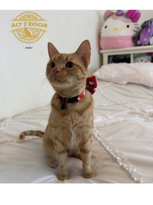 AMBER 2 - Domestic Short Hair available for adoption