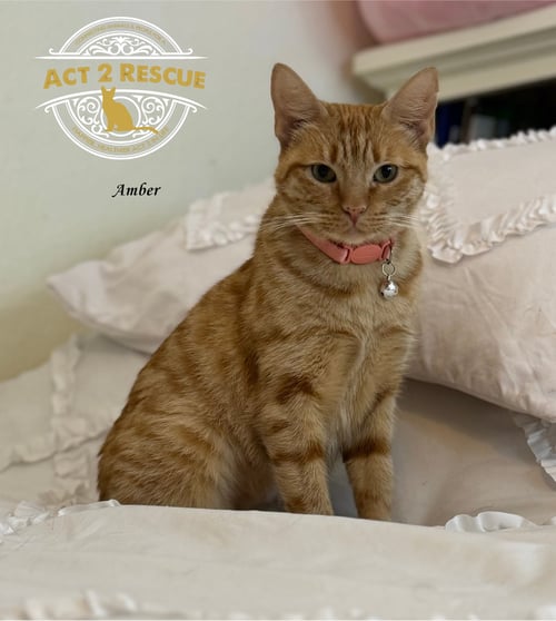 AMBER 2 - Domestic Short Hair available for adoption