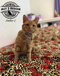 Amber 2 - Photo 1