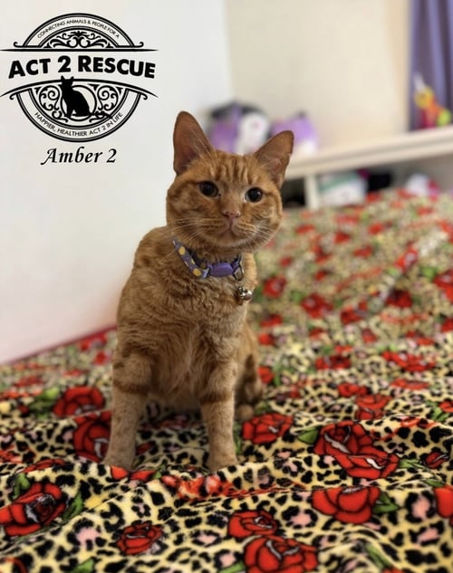 AMBER 2 - Domestic Short Hair available for adoption