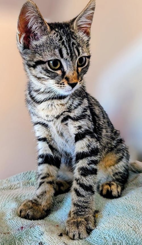 TESSI