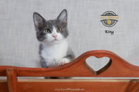 King - Photo 4