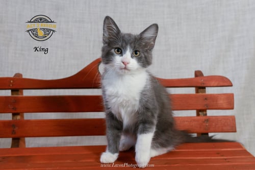 KING - Domestic Medium Hair available for adoption