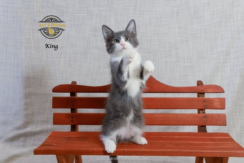 KING - Domestic Medium Hair available for adoption
