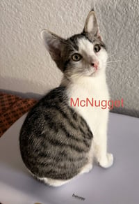 Mcnugget - Photo 1
