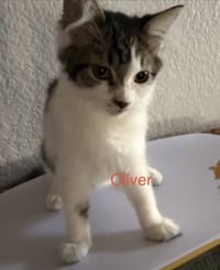 Oliver 2 - Photo 2