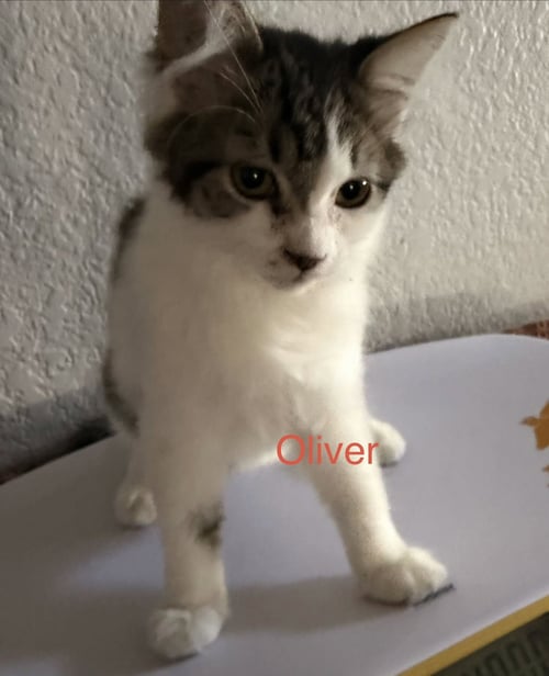 OLIVER 2 - Domestic Medium Hair available for adoption