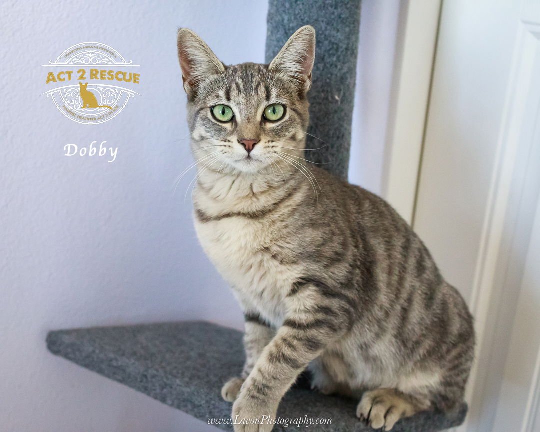 DOBBY - Domestic Short Hair available for adoption