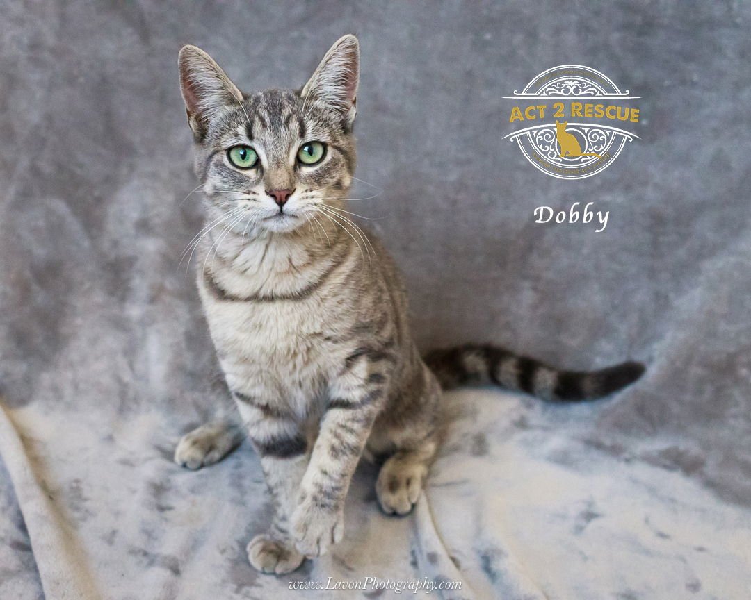 DOBBY - Domestic Short Hair available for adoption