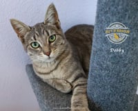 Dobby - Photo 4