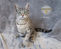 Dobby - Photo 2