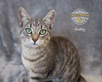 Dobby - Photo 3