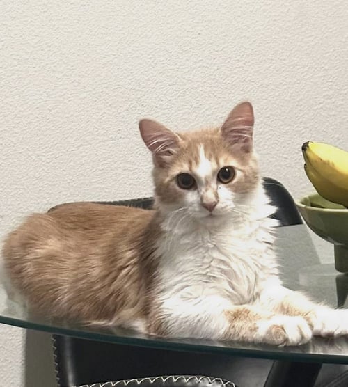 BLIZZARD - Domestic Medium Hair available for adoption