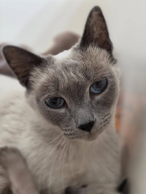 LALISA - Siamese available for adoption