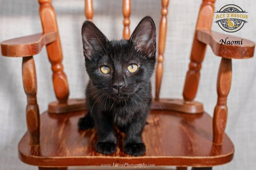 NAOMI 2 - Domestic Short Hair available for adoption