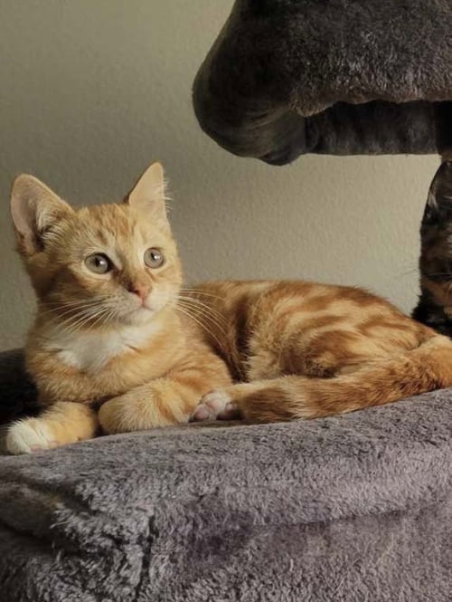 ART - Domestic Short Hair available for adoption