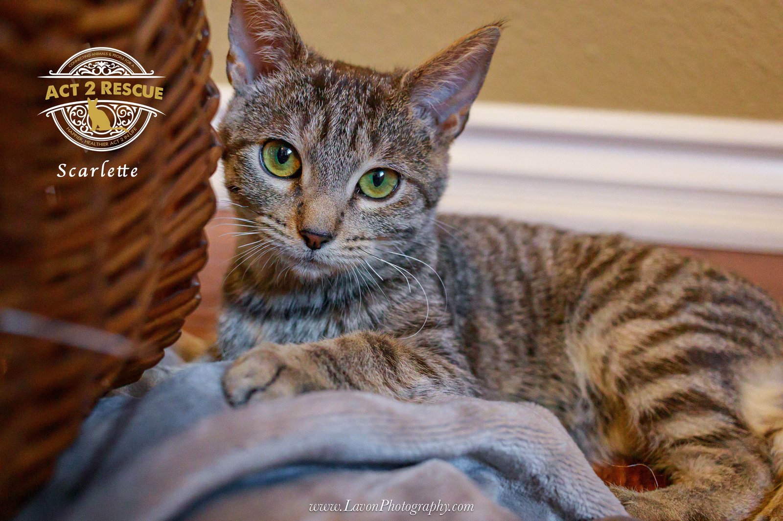 SCARLETTE - Domestic Short Hair available for adoption