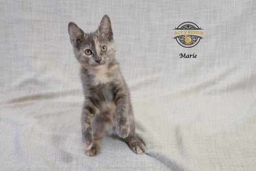 MARIE 2 - Tortoiseshell / Domestic Short Hair available for adoption
