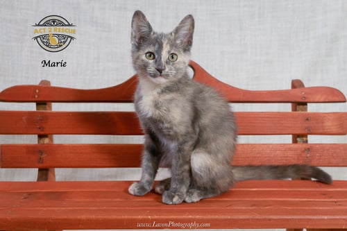 MARIE 2 - Tortoiseshell / Domestic Short Hair available for adoption