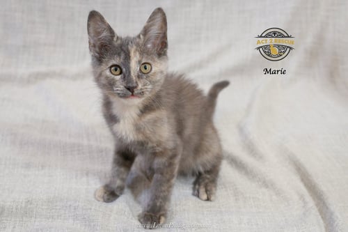 MARIE 2 - Tortoiseshell / Domestic Short Hair available for adoption
