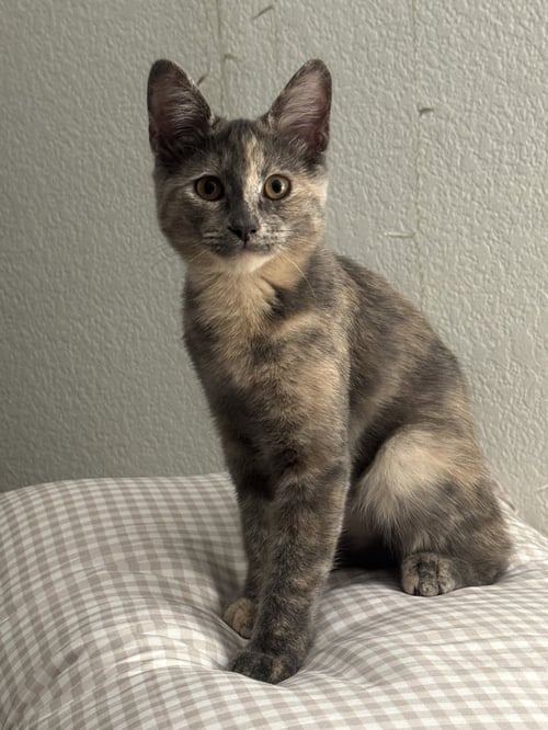 MARIE 2 - Tortoiseshell / Domestic Short Hair available for adoption