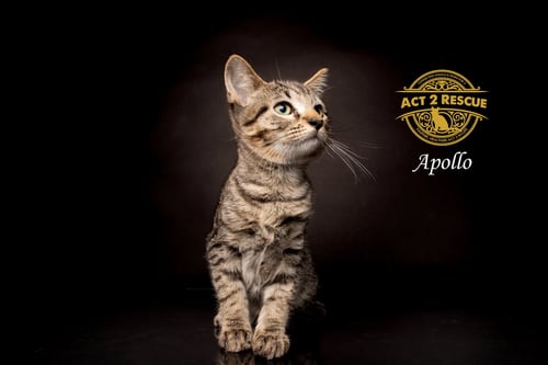 APOLLO 3 - Domestic Short Hair available for adoption
