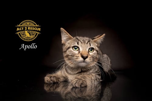 APOLLO 3 - Domestic Short Hair available for adoption