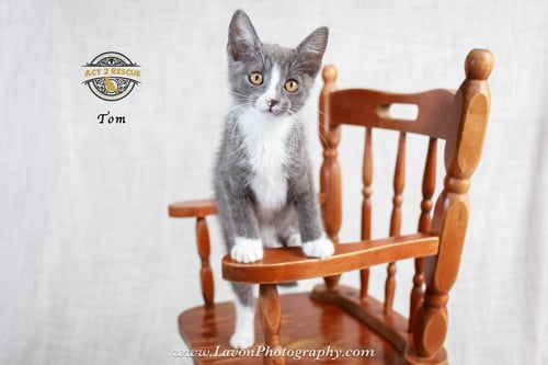 TOM 3 - Domestic Short Hair available for adoption