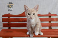 Cheeto - Photo 5
