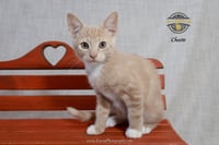 Cheeto - Photo 1