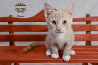 Cheeto - Photo 2