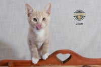 Cheeto - Photo 4
