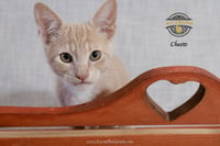 Cheeto - Photo 3