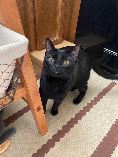 LUNA 3 - Domestic Short Hair available for adoption