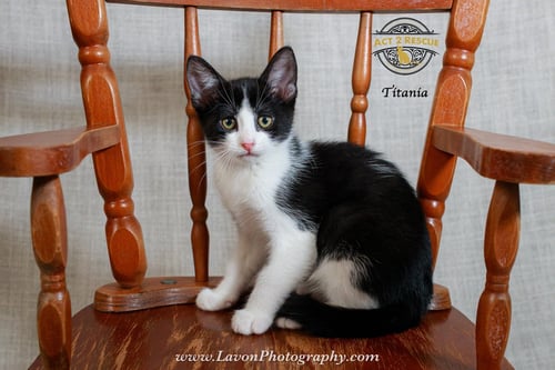 TITANIA - Domestic Short Hair available for adoption