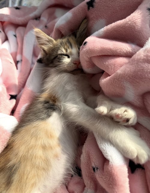 MARIEL HEMINGWAY - Calico / Domestic Short Hair available for adoption