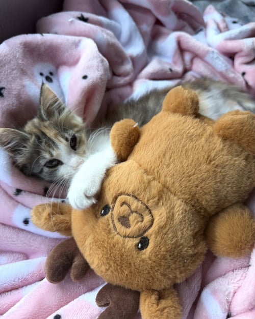 MARIEL HEMINGWAY - Calico / Domestic Short Hair available for adoption