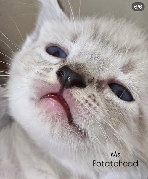 MS. POTATOHEAD - Siamese available for adoption