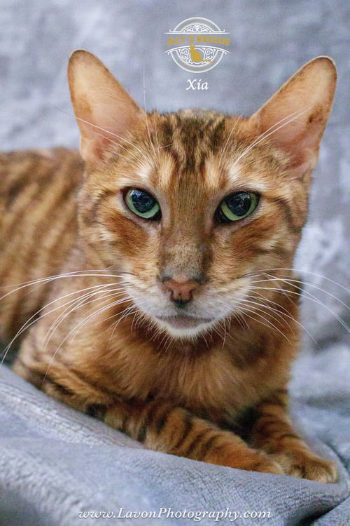 XIA - Bengal / Tiger available for adoption