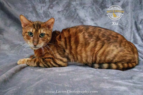 XIA - Bengal / Tiger available for adoption