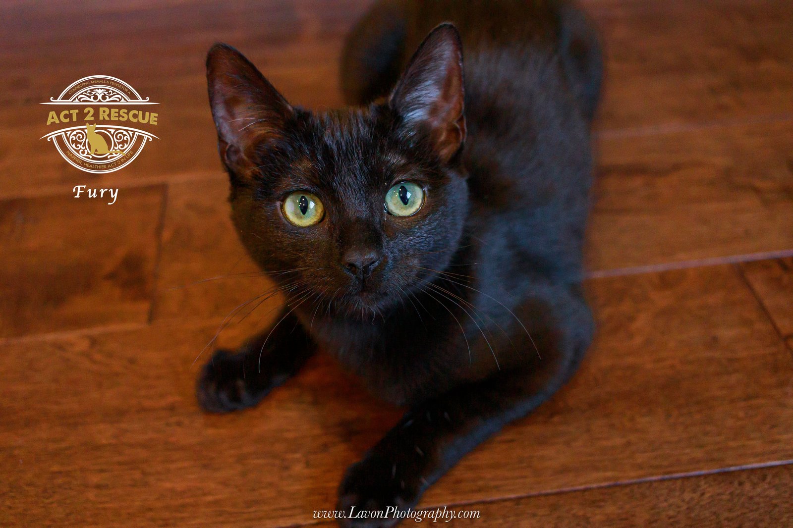 FURY - Domestic Short Hair available for adoption