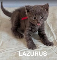 Lazarus 2 - Photo 5