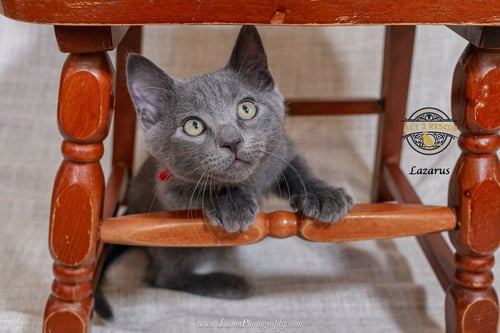 LAZARUS 2 - Russian Blue / Domestic Short Hair available for adoption