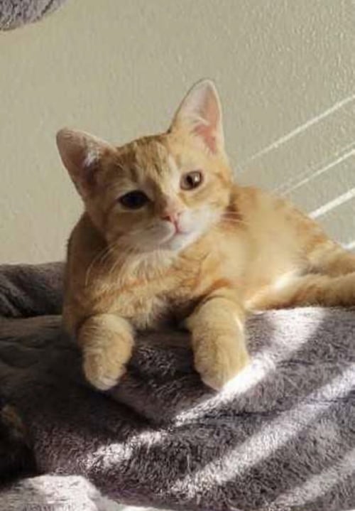 EDEN - Domestic Short Hair available for adoption
